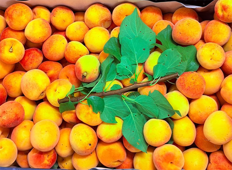 Albicocche - Sardegna - da 1,80 a 3,50 euro al chilogrammo
